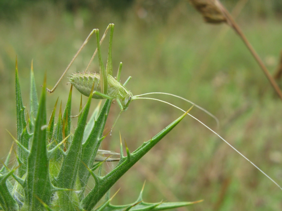 ninfa (maschio) di Tylopsis lilifolia (Phaneropteridae)